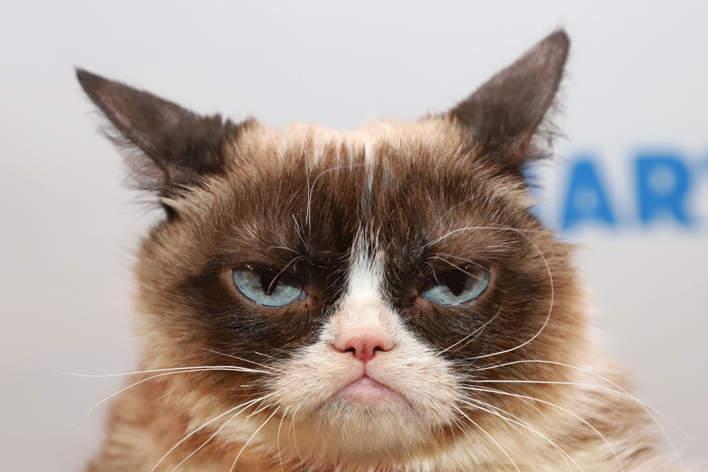      Grumpy Cat  -   