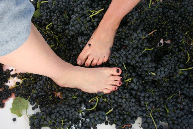 Досуг: Где потоптать виноград, продегустировать и посетить винное торжество в октябре 2015?