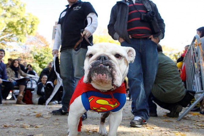 Развлечения: Eжегодный собачий парад в честь Хэллоуина собрал более 250-ти собак всех пород
