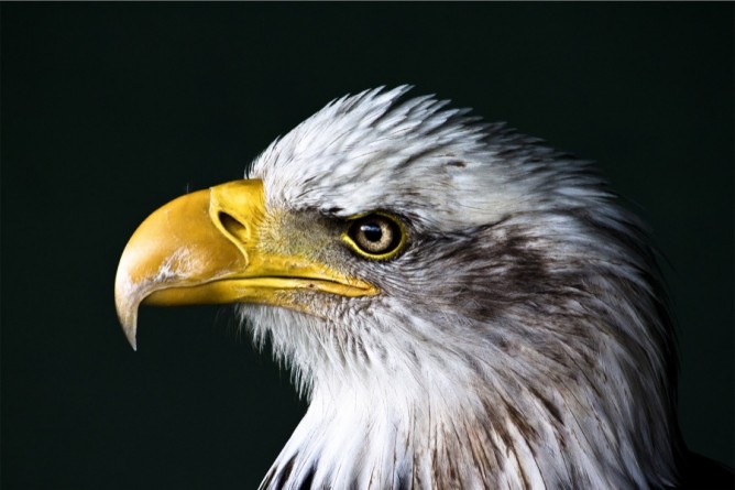 Происшествия: Белоголовый орел был убит выстрелом около национального парка Нью-Йорка