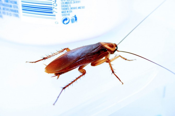 Популярное: Нашествие тараканов в респектабельной больнице Санта-Моники