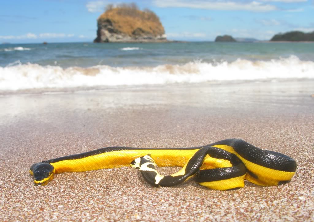 На пляже Южной Калифорнии найдена смертельно опасная морская  змея рис 2