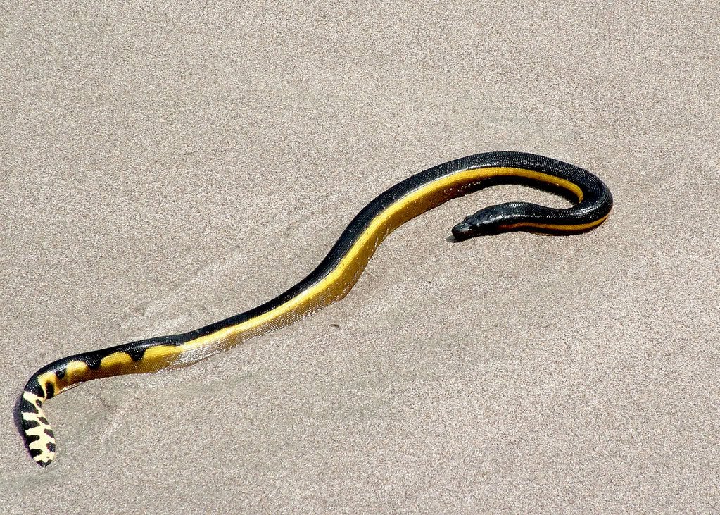 На пляже Южной Калифорнии найдена смертельно опасная морская  змея