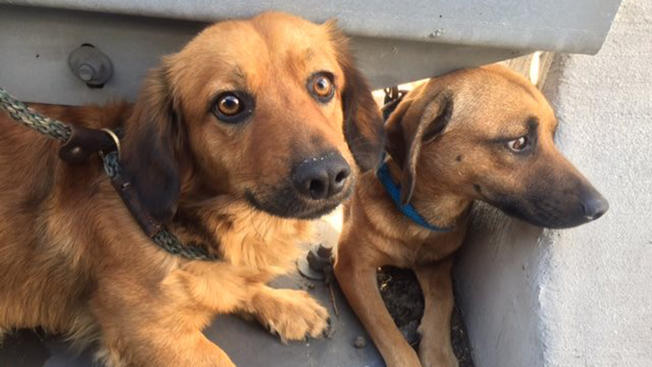 Популярное: Dogs Rescued From Middle of 210 Freeway in Fontana
