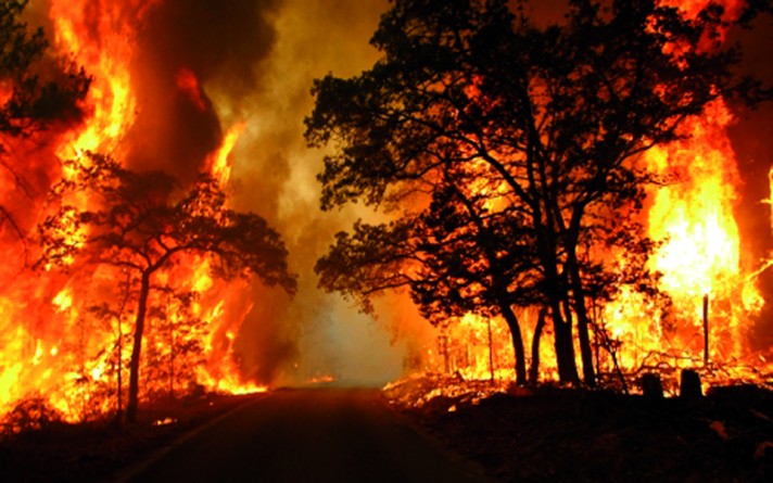 Популярное: Árboles muertos en California podrían alimentar incendios forestales