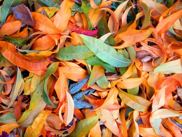 Видео: Ученые призывают не убирать опавшую листву