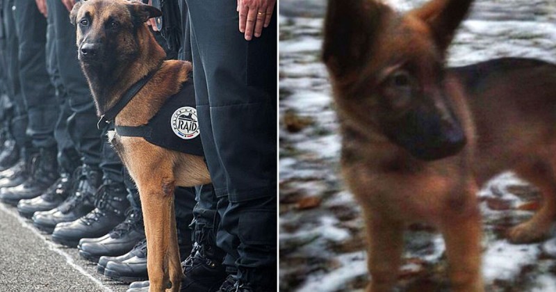 В мире: Россия подарит полиции Франции щенка Добрыню в знак солидарности