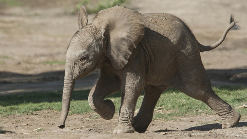 Популярное: Elefantes del zoológico de Virginia serán trasladados al zoológico de Miami