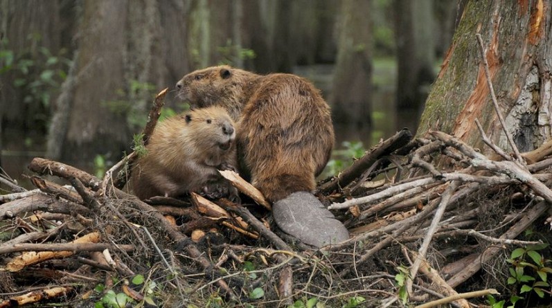 Популярное: There's A Proposal To Bring Beavers To L.A. To Help With The Drought