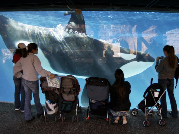 Популярное: SeaWorld to end killer-whale shows in San Diego