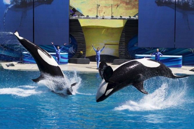 Популярное: SeaWorld eliminará los espectáculos con ballenas asesinas en San Diego