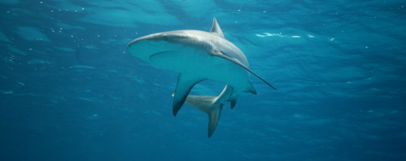 Популярное: Ataque de tiburón en una playa de florida