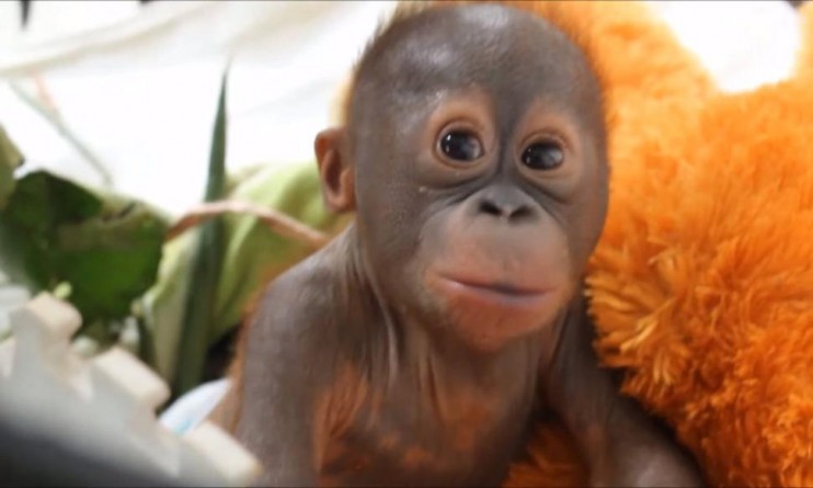 Популярное: Gito, un bebé orangután dejado a su suerte en una caja de cartón, ahora es "feliz y saludable"