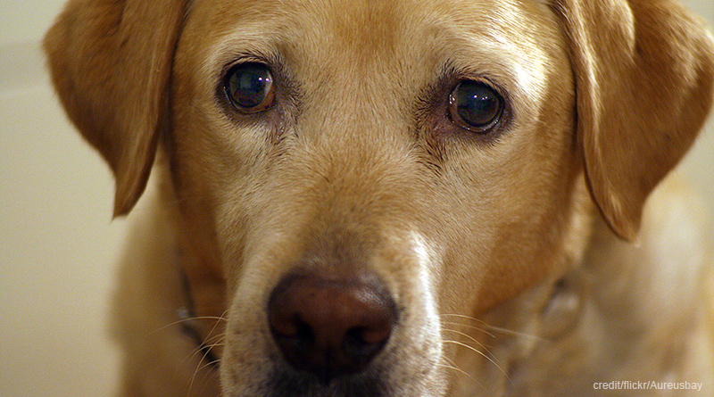 В мире: Собаки диагностируют рак по запаху