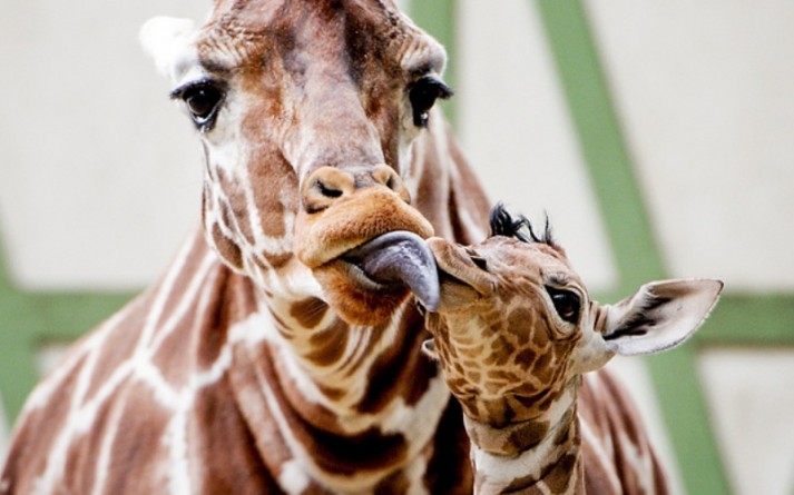 Популярное: Baby giraffe born at Los Angeles zoo makes his debut