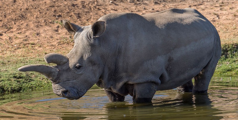 Популярное: Científicos esperan salvar especies mediante la creación del primer rinoceronte "probeta"