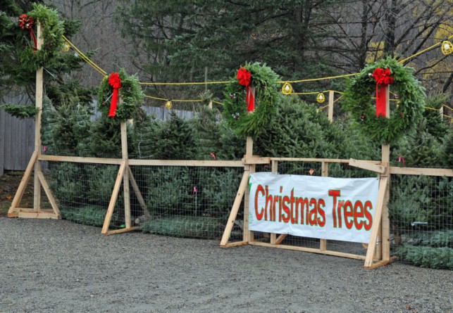 Досуг: На улицах Нью-Йорка уже начали продавать рождественские елки