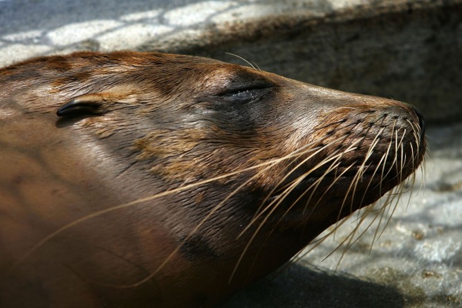 La toxina ha afectado a los mariscos y además ha enfermado y causado la muerte de aves marinas, focas, delfines y ballenas en toda la región. 
