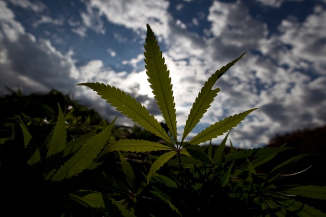 Популярное: Vermont Medical School Delves Into Marijuana Studying