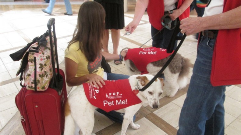 Путешествия: Нововведение в международном аэропорту Лос-Анджелеса — "собакотерапия" для уставших пассажиров