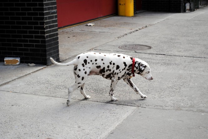 Популярное: Умер далматинец, которого подарили пожарной службе Нью-Йорка после 9/11