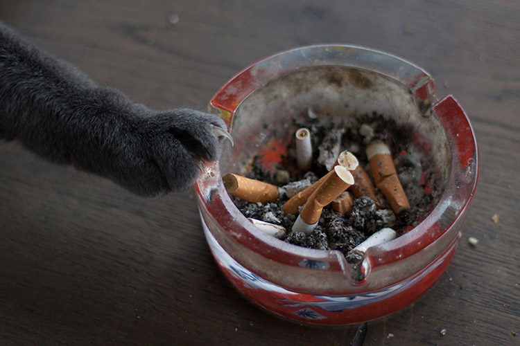 Risks-of-Smoking-Around-Pets2