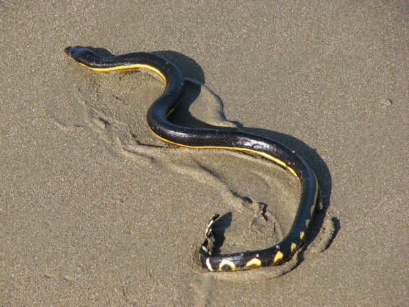 Популярное: Venomous sea snake washes up on California beach in El Niño-linked event