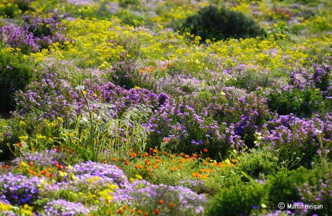 Популярное: VIDEO: DEATH VALLEY BLOSSOMS WITH WILDFLOWERS IN POTENTIAL RARE 'SUPER BLOOM'