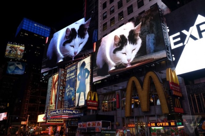 Видео: Кошка Буси покоряет Таймс-сквер