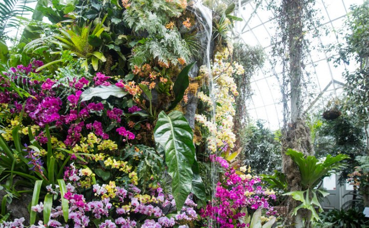 Популярное: The Orchid Show: Orchidelirium at NYBG