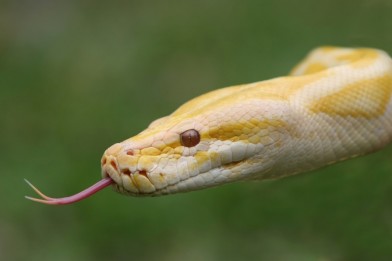 Close up of a albino Burmese python with it