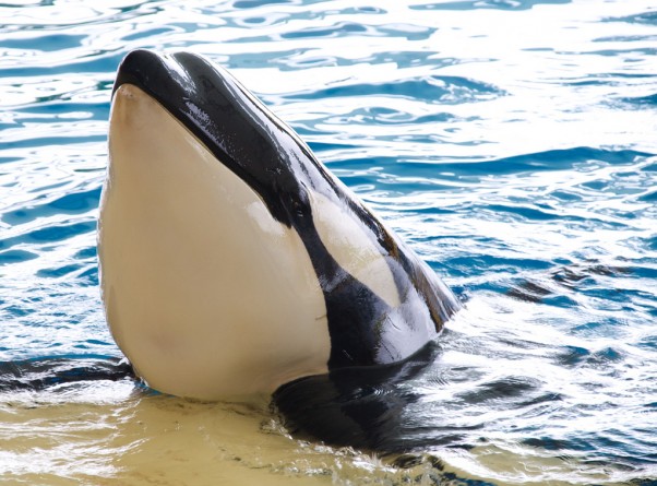 Популярное: SeaWorld CEO: We're ending our orca breeding program. Here's why.