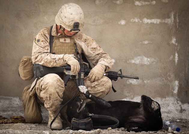Популярное: Воссоединение боевых товарищей: ветеран Афганистана и его военная собака снова вместе
