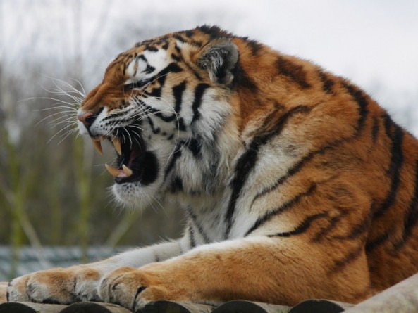 Происшествия: Тигр убил сотрудницу зоопарка