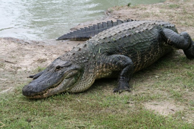 Популярное: Житель Лонг-Айленда держал на заднем дворе двухметрового аллигатора