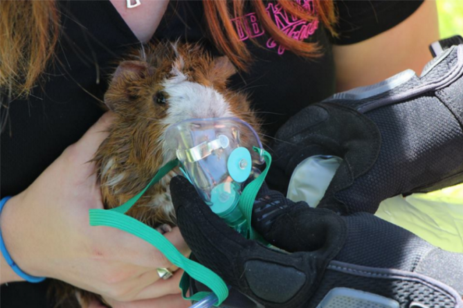 Происшествия: Пожарный спас жизнь морской свинки, вынеся ее из горящего дома