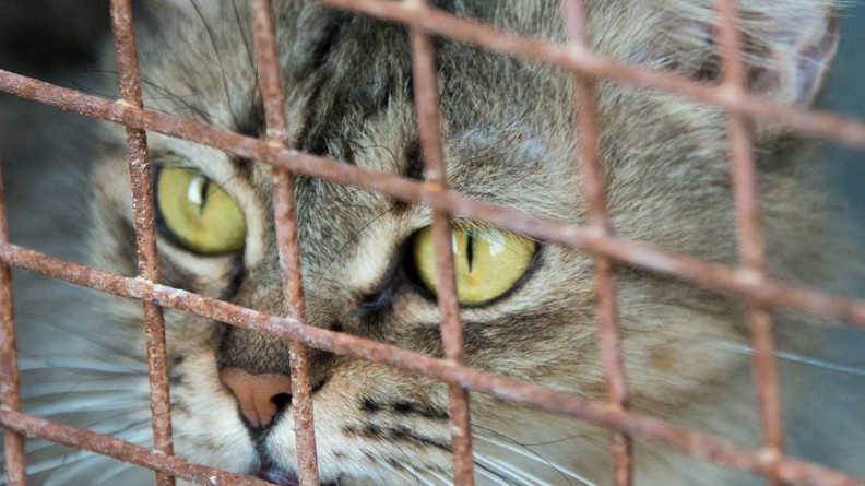 Происшествия: Штабеля из клеток с котами и изможденные собаки в шкафах: в Нью-Джерси нашли "дом ужасов"