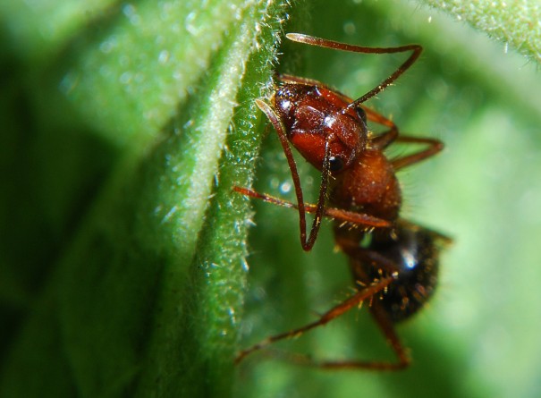 Происшествия: Огненные муравьи до смерти искусали мать двоих детей