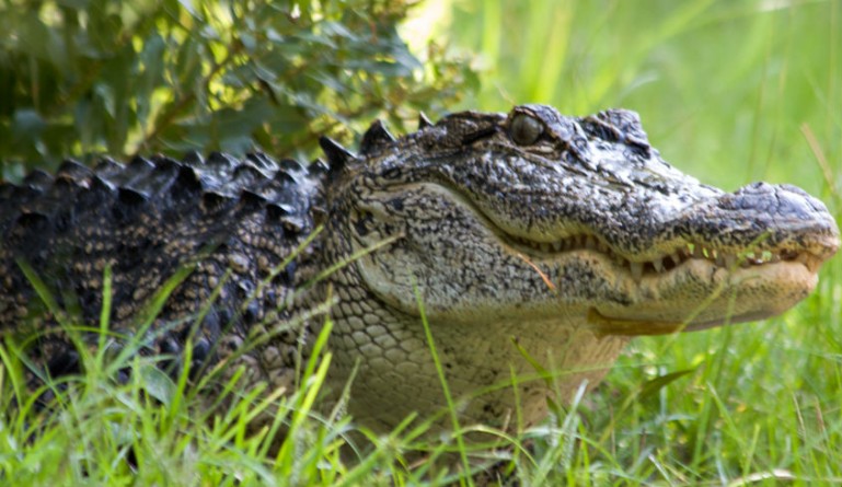 Видео: Видео: гигантский аллигатор на поле для гольфа ошарашил игроков из Флориды