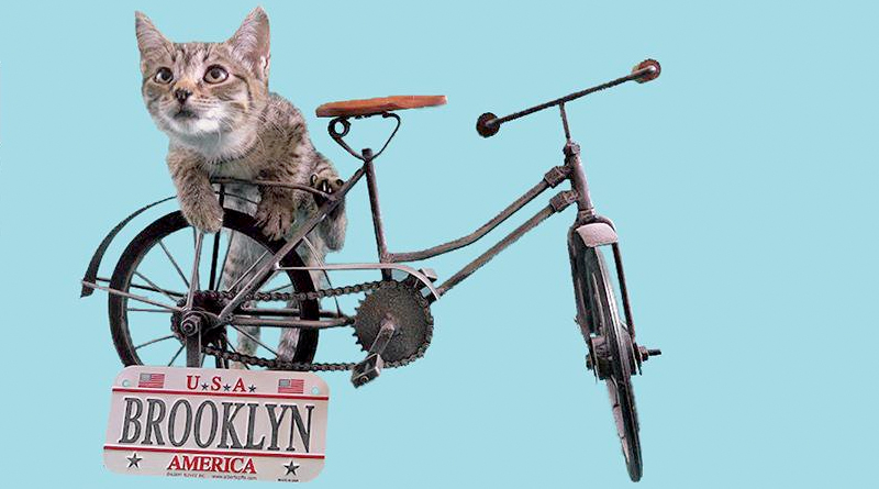 Досуг: В Бруклине открылось первое кошачье кафе
