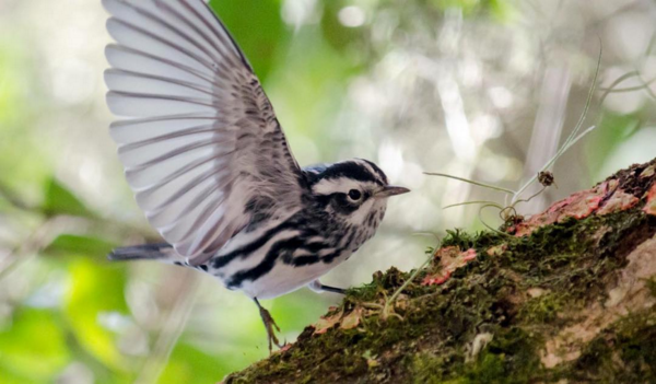 Досуг: Успейте посмотреть на 6 перелетных птиц, которые сейчас обитают в Центральном парке