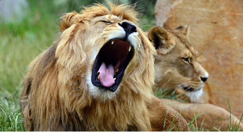 В мире: Чтобы спасти жизнь самоубийце сотрудникам зоопарка пришлось застрелить двух львов