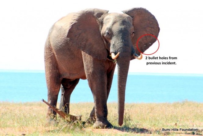 В мире: Слон с огнестрельными ранениями обратился за помощью к сотрудникам сафари-парка