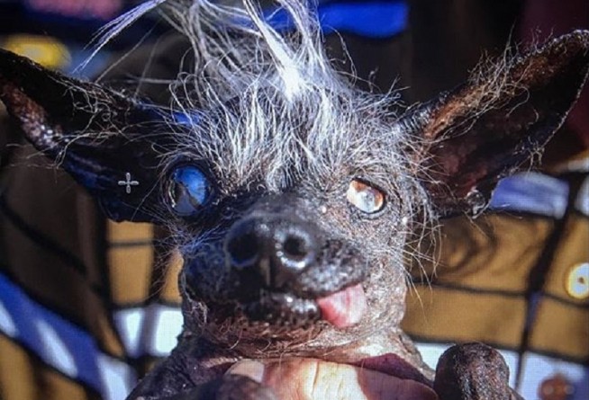Видео: В Калифорнии названа "Самая уродливая собака в мире" 2016