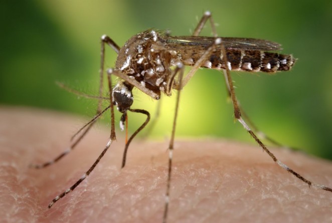 Популярное: Нью-Йоркские комары переносят вирус Западного Нила