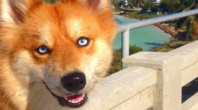Досуг: Новая звезда Instagram: собака, похожая на голубоглазую лису