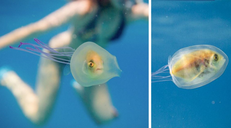 В мире: Уникальное фото: живая рыбка застряла внутри медузы