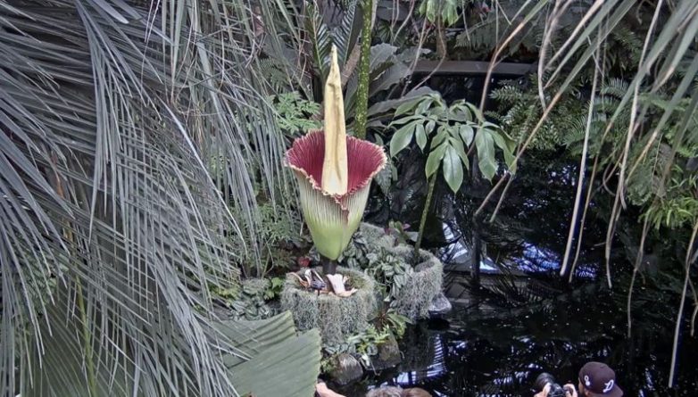 Досуг: Огромный «трупный цветок» расцвел в Нью-Йоркском ботаническом саду