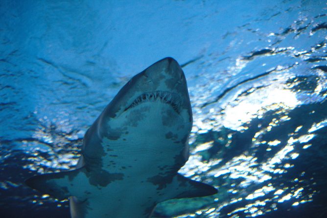 Технологии: Новый сайт сообщает, где у побережья были замечены акулы