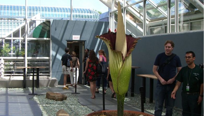Досуг: Гигантский «трупный цветок» расцветет в Нью-Йоркском ботаническом саду